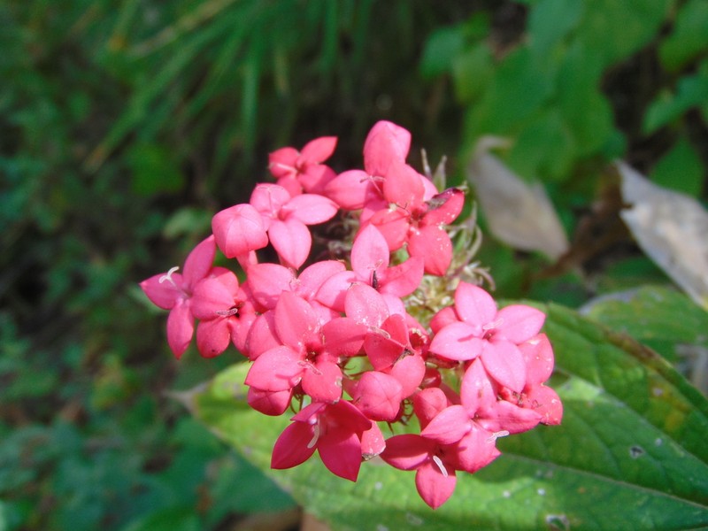 Bouvardia scabra photo 7