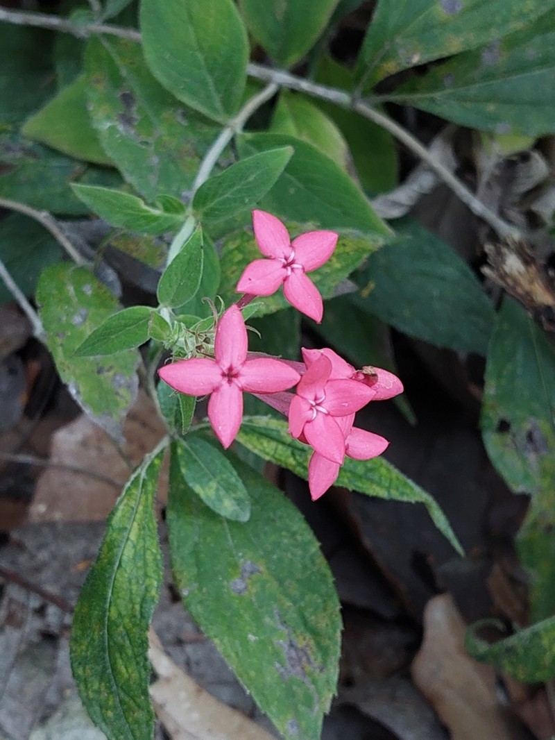 Bouvardia scabra photo 8