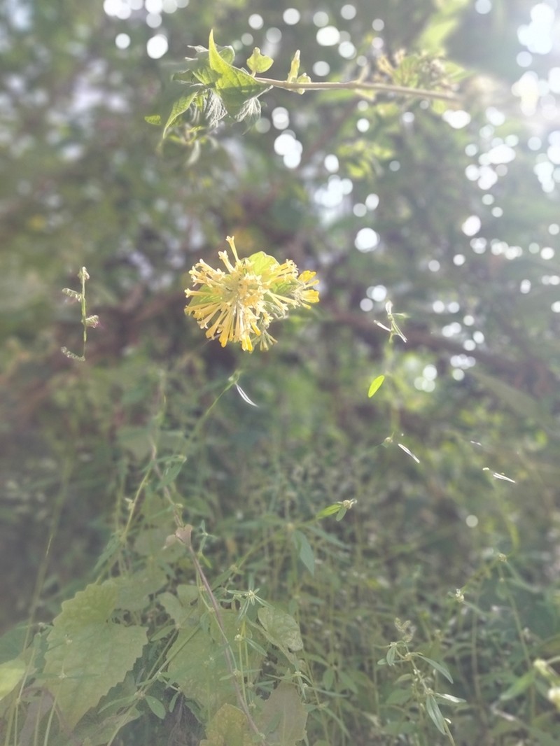 Bouvardia standleyana