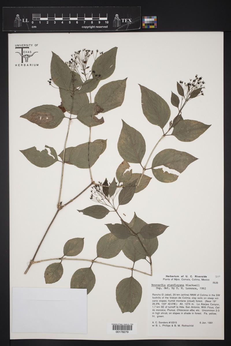 Bouvardia standleyana photo 3