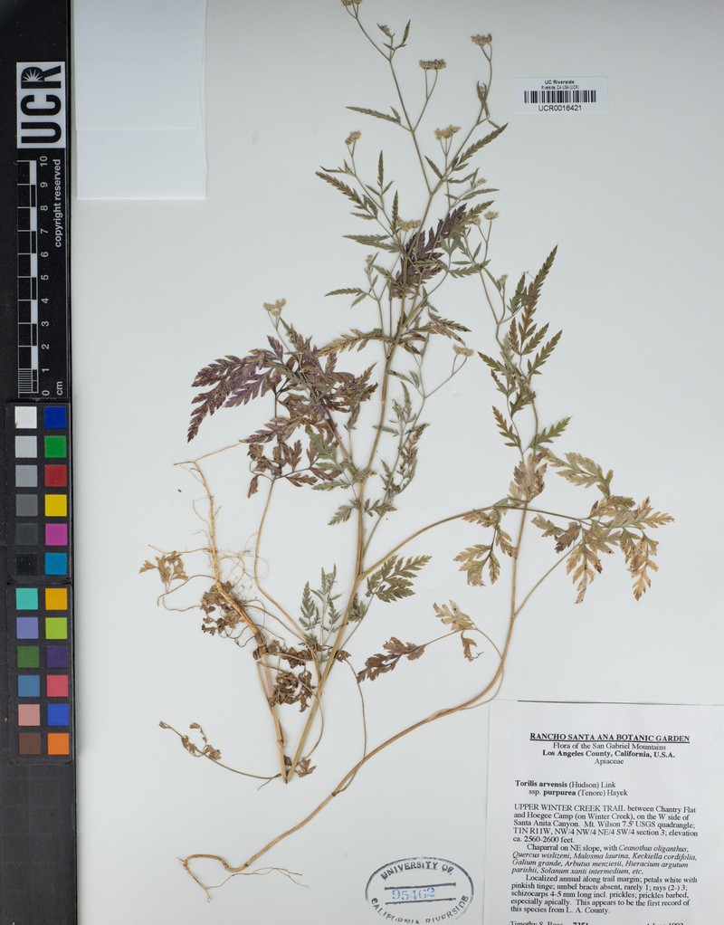 Bouvardia standleyana photo 4