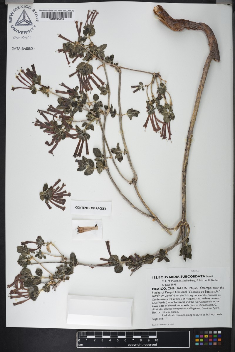 Bouvardia subcordata