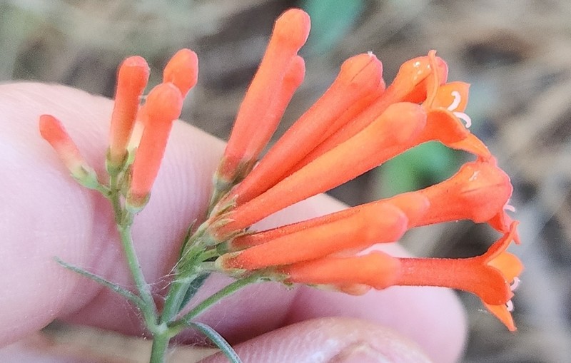 Bouvardia tenuifolia