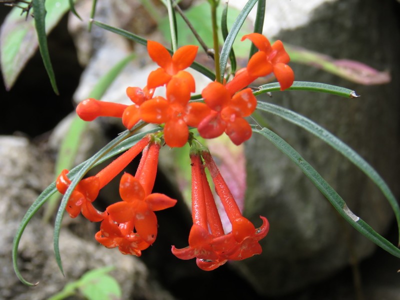 Bouvardia tenuifolia photo 2