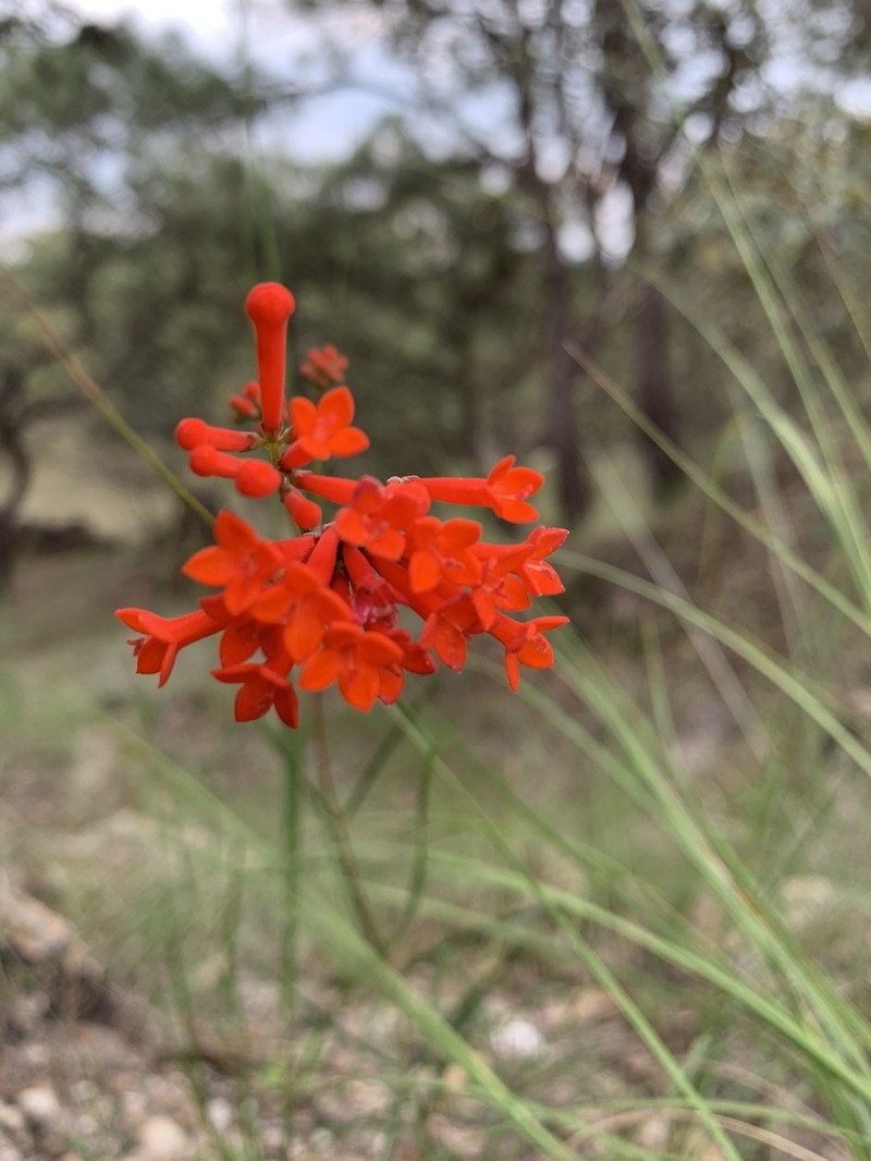 Bouvardia tenuifolia photo 3