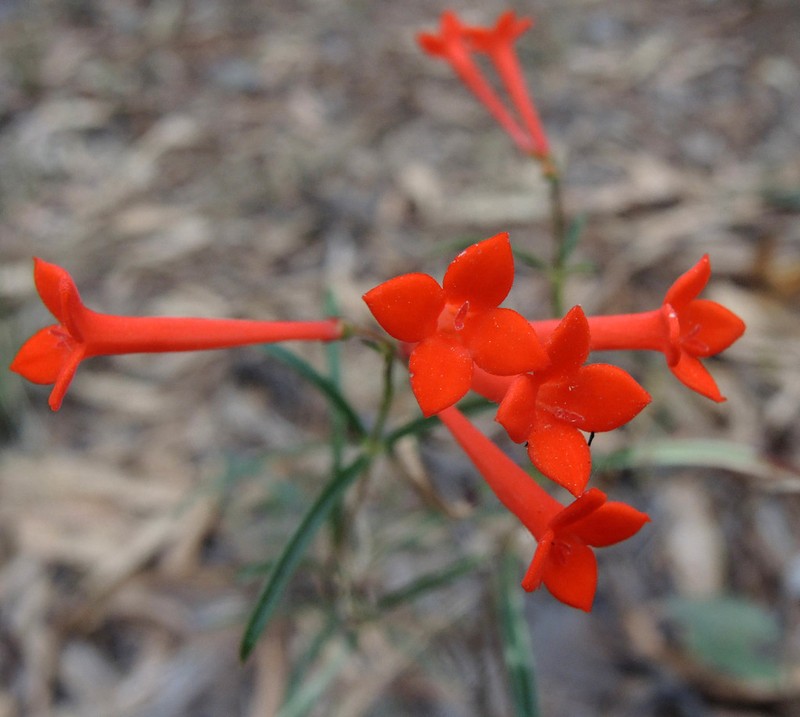 Bouvardia tenuifolia photo 4