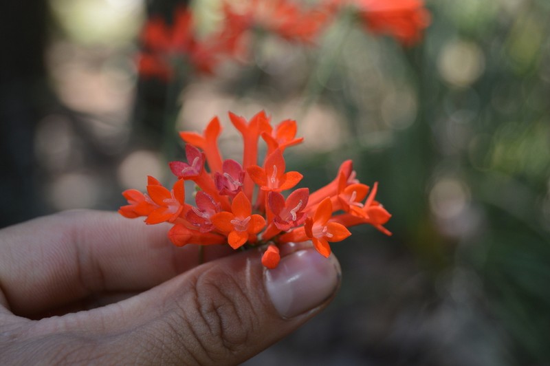 Bouvardia tenuifolia photo 5