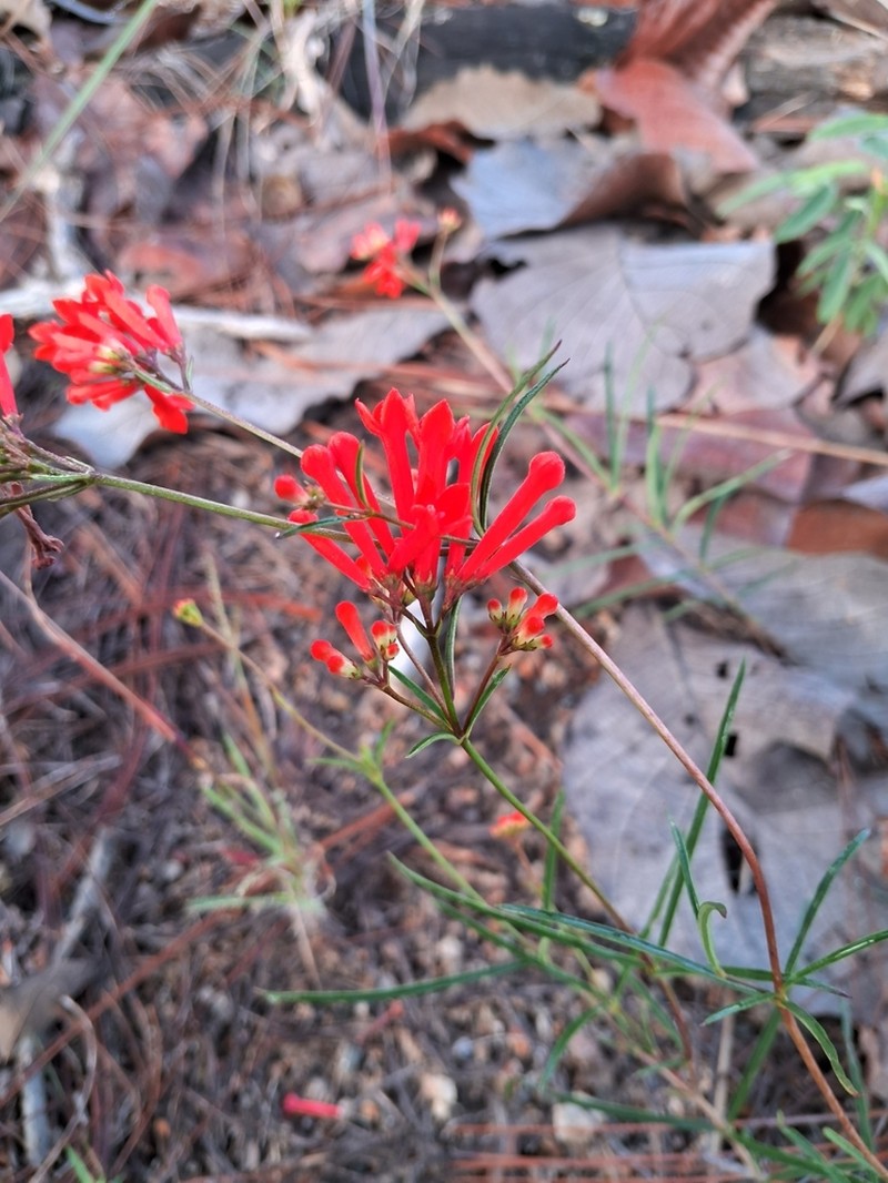Bouvardia tenuifolia photo 6