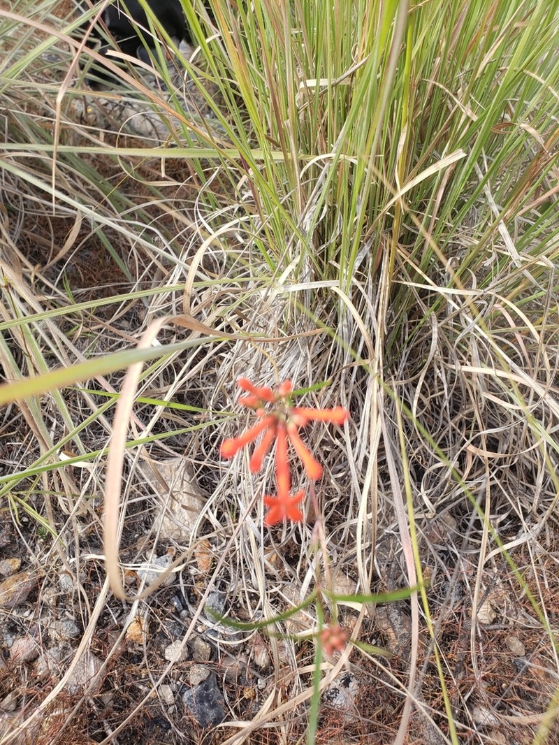 Bouvardia tenuifolia photo 8