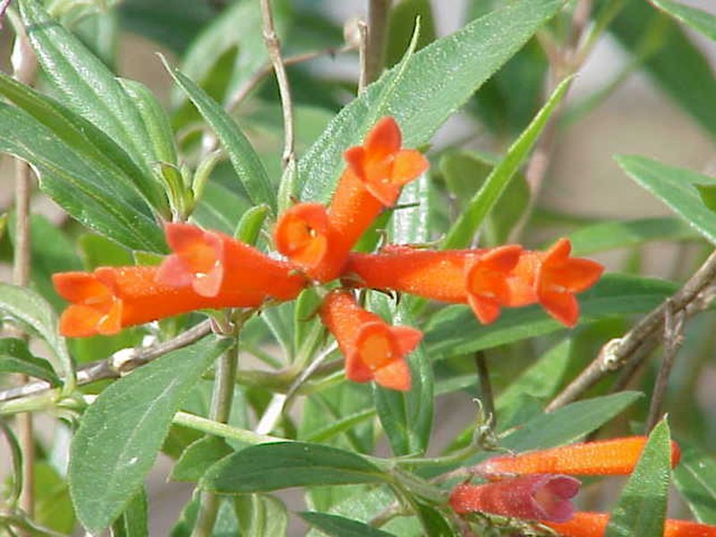 Firecrackerbush
