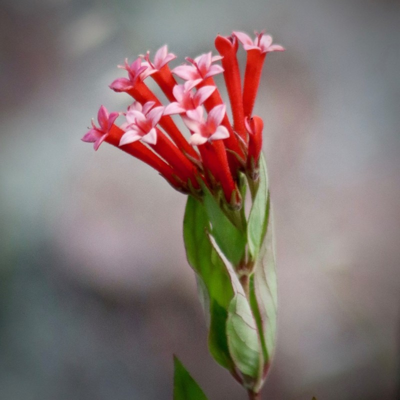 Firecrackerbush photo 2