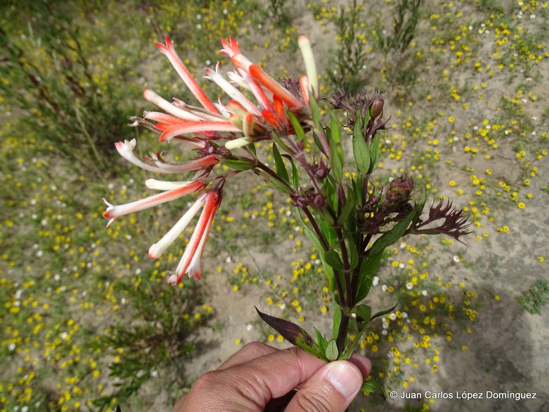 Firecrackerbush photo 3
