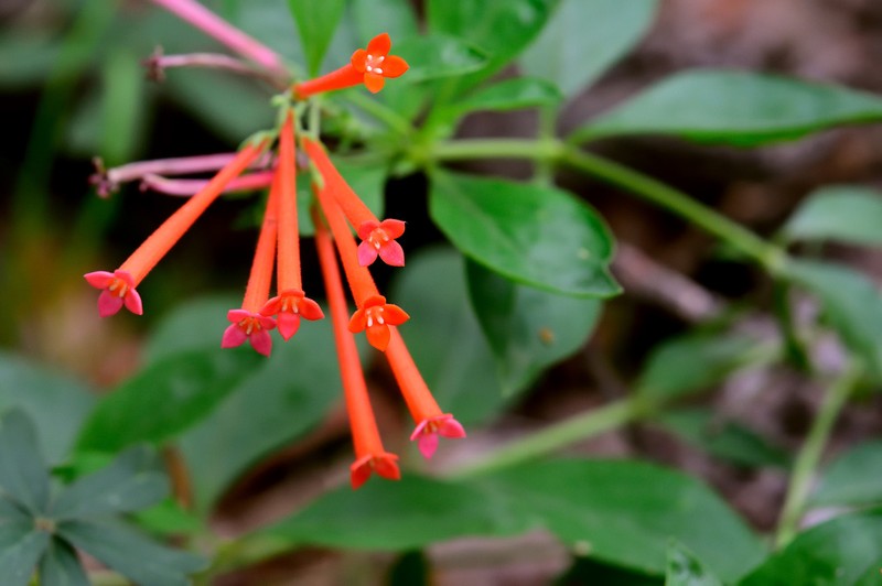 Firecrackerbush photo 4