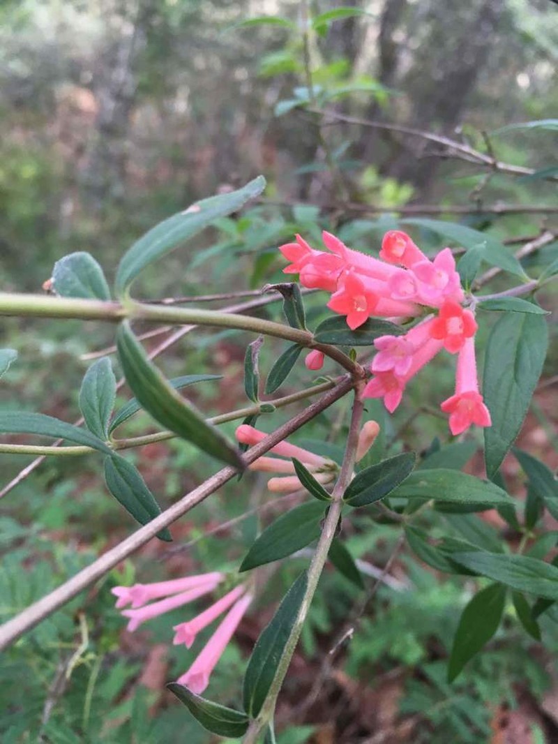 Firecrackerbush photo 5
