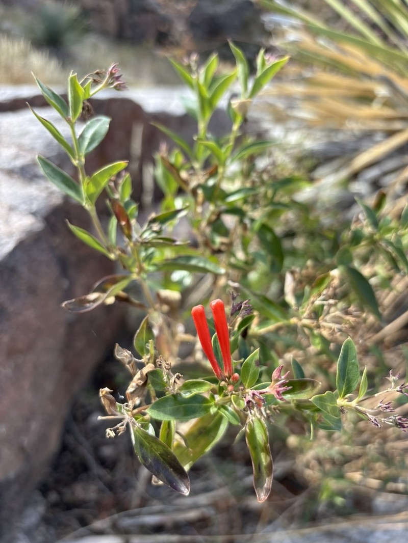 Firecrackerbush photo 6
