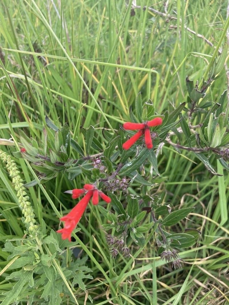 Firecrackerbush photo 7