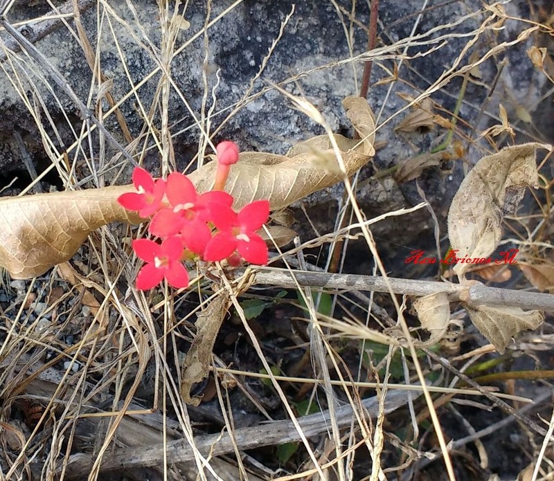 Bouvardia viminalis