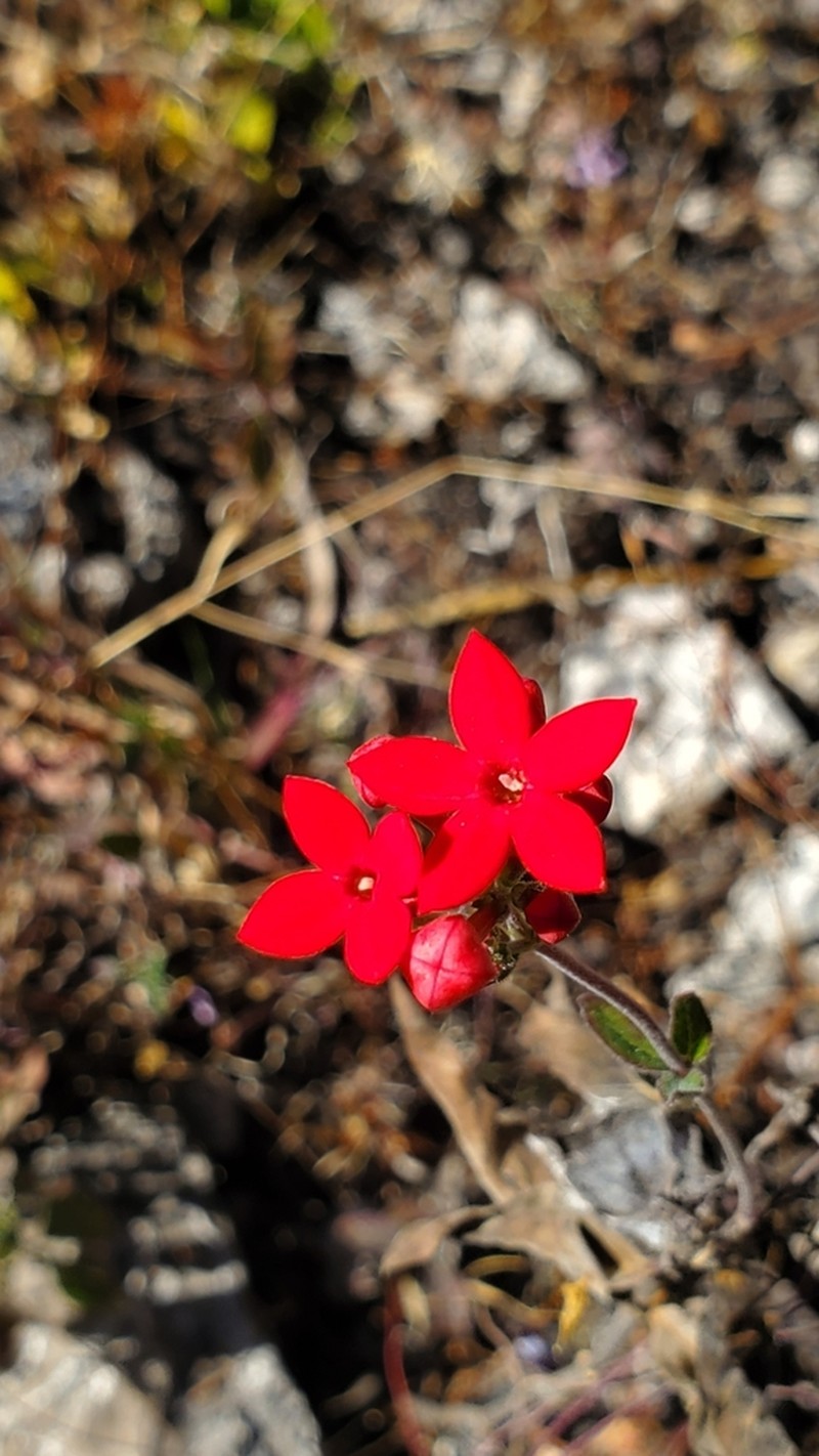Bouvardia viminalis photo 2