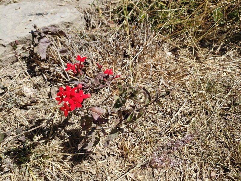 Bouvardia viminalis photo 3