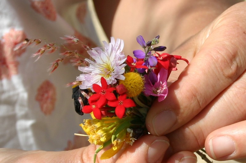 Bouvardia viminalis photo 4
