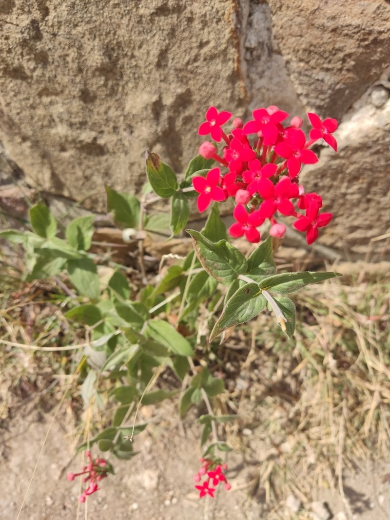 Bouvardia viminalis photo 5
