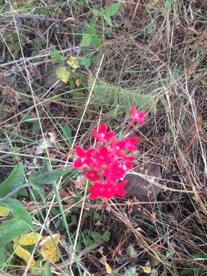 Bouvardia viminalis photo 6