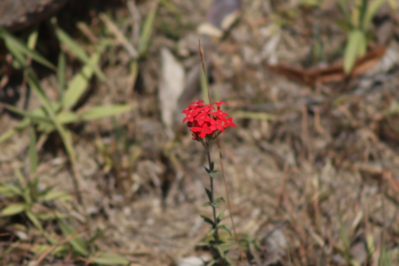 Bouvardia viminalis photo 7