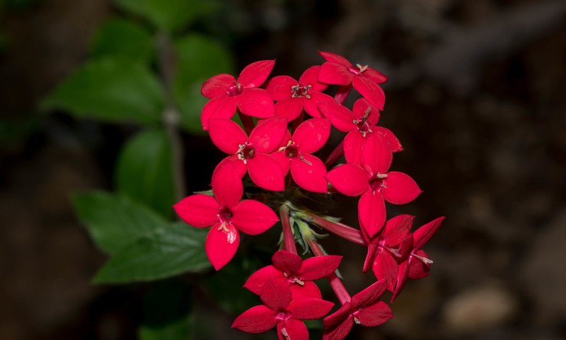 Bouvardia viminalis photo 8