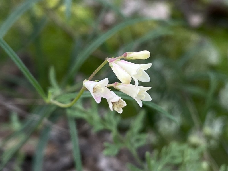 Bouvardia xestosperma