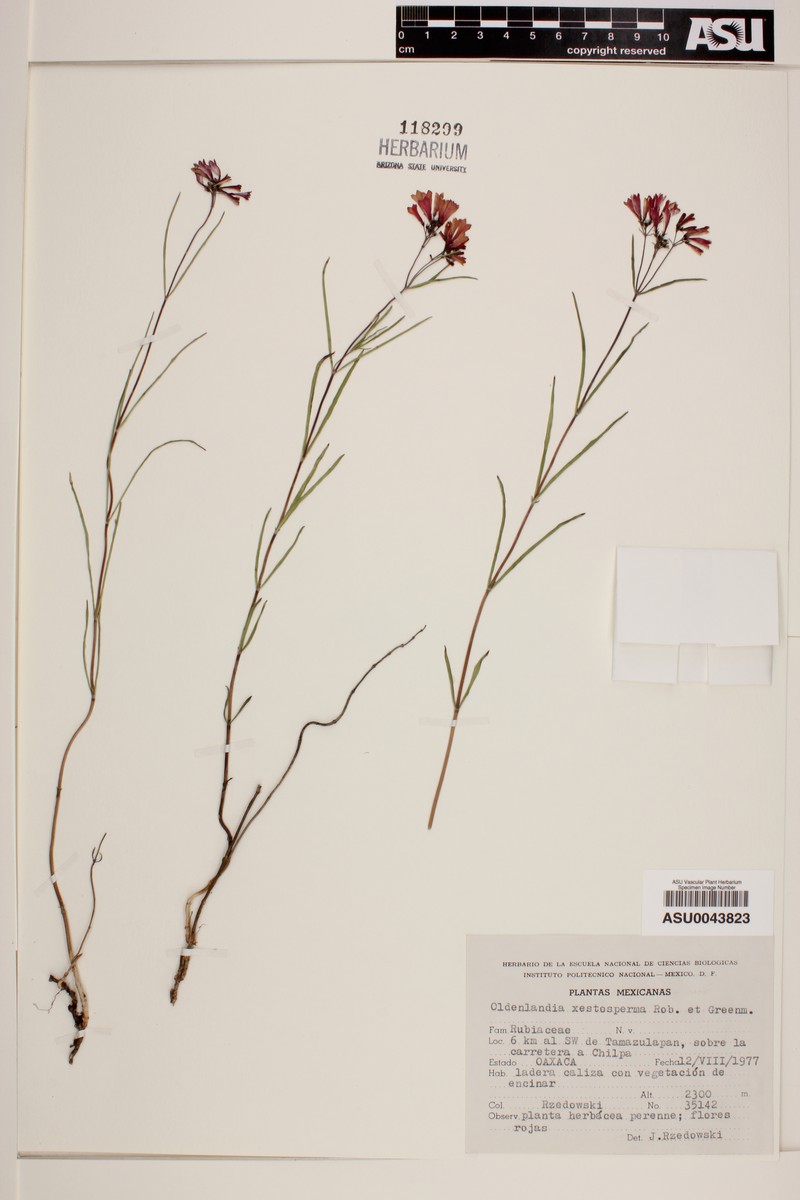 Bouvardia xestosperma photo 6