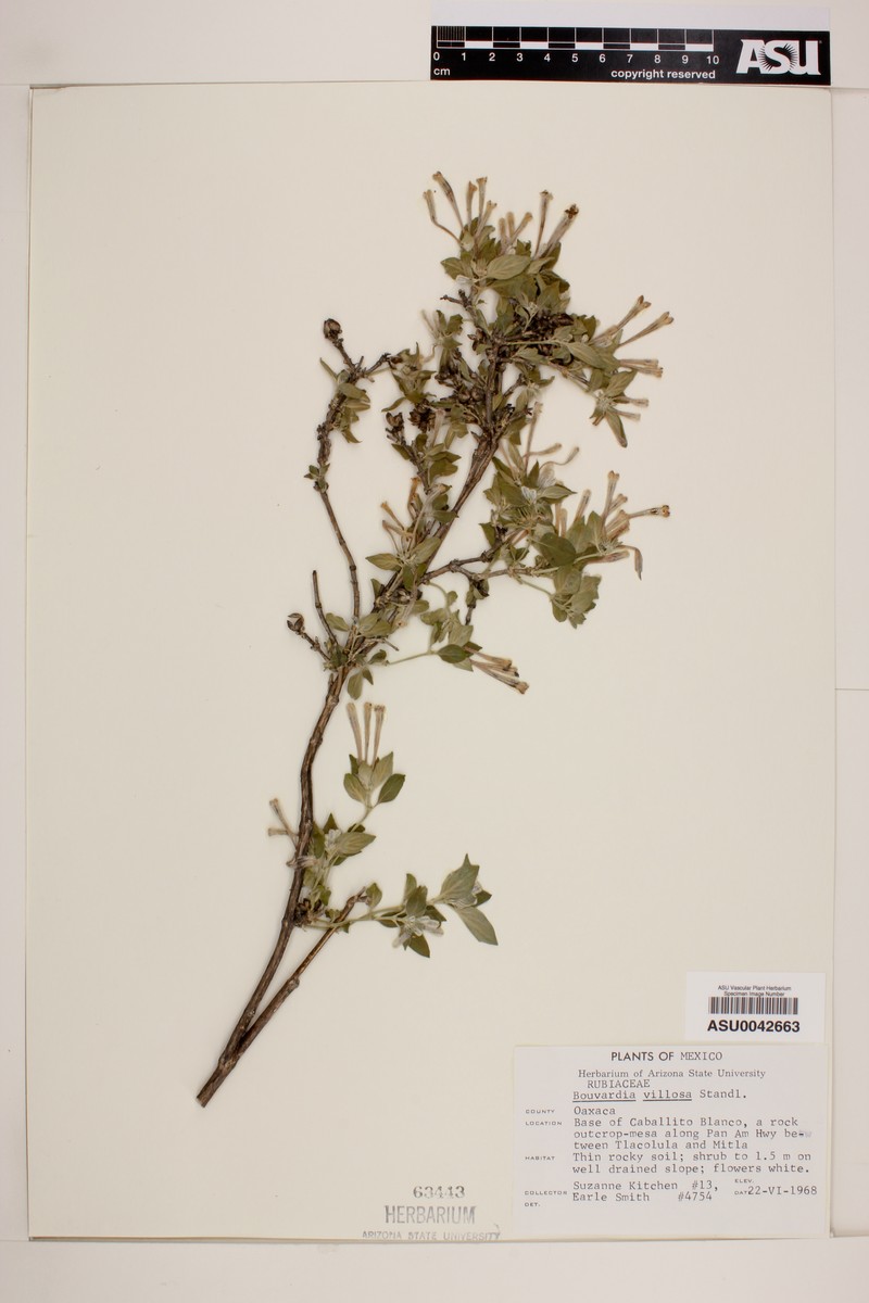 Bouvardia xylosteoides
