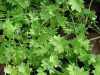 Hoary Bowlesia