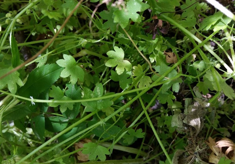 Hoary Bowlesia photo 2