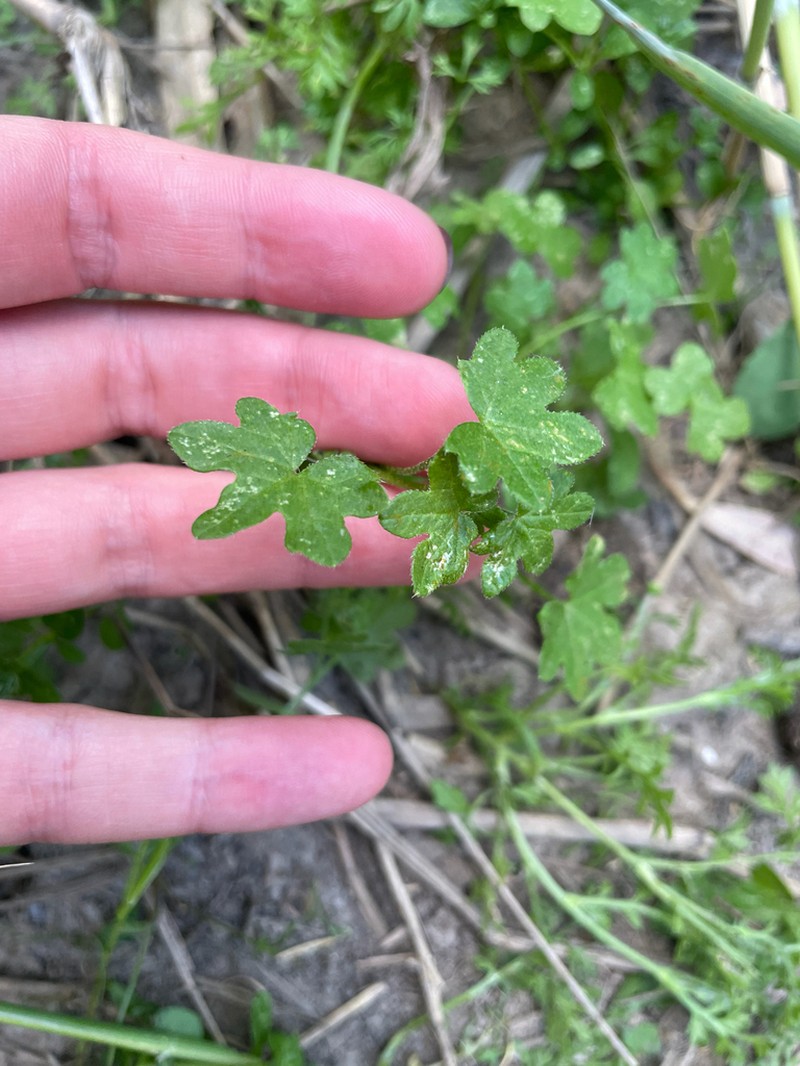 Hoary Bowlesia photo 3