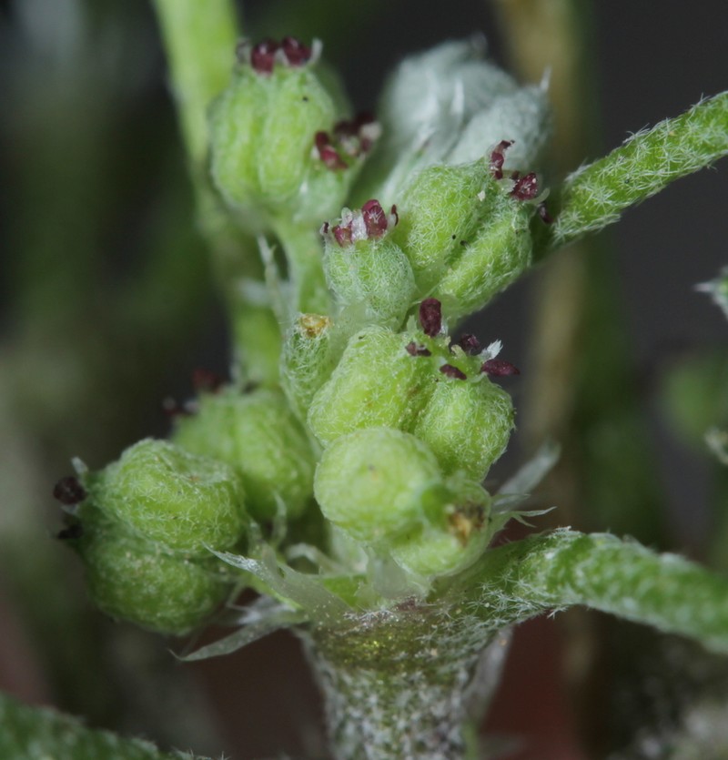 Hoary Bowlesia photo 4