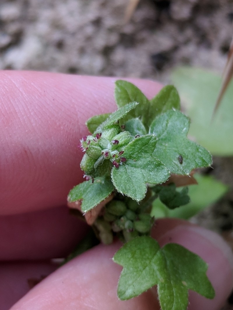 Hoary Bowlesia photo 5