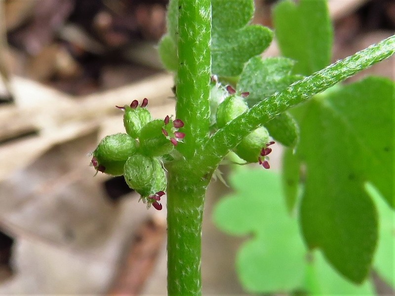Hoary Bowlesia photo 6