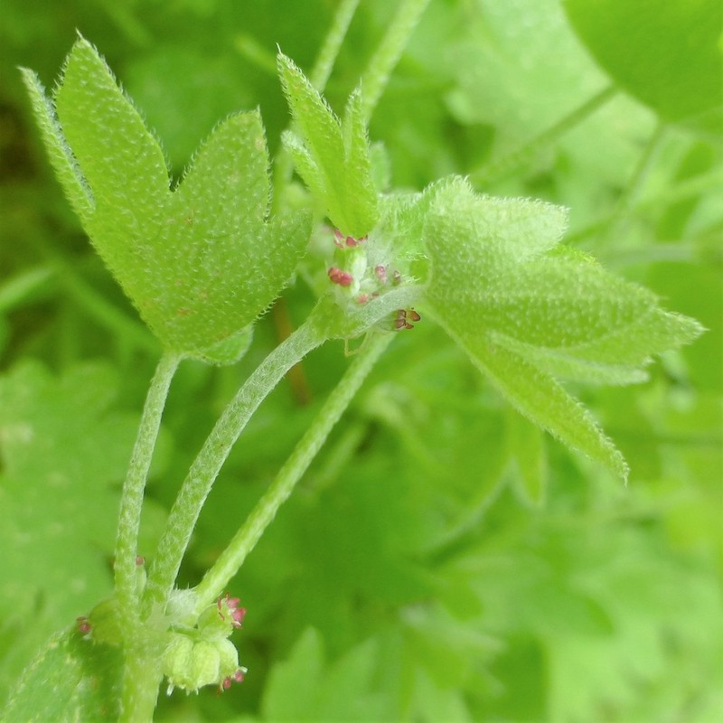 Hoary Bowlesia photo 7