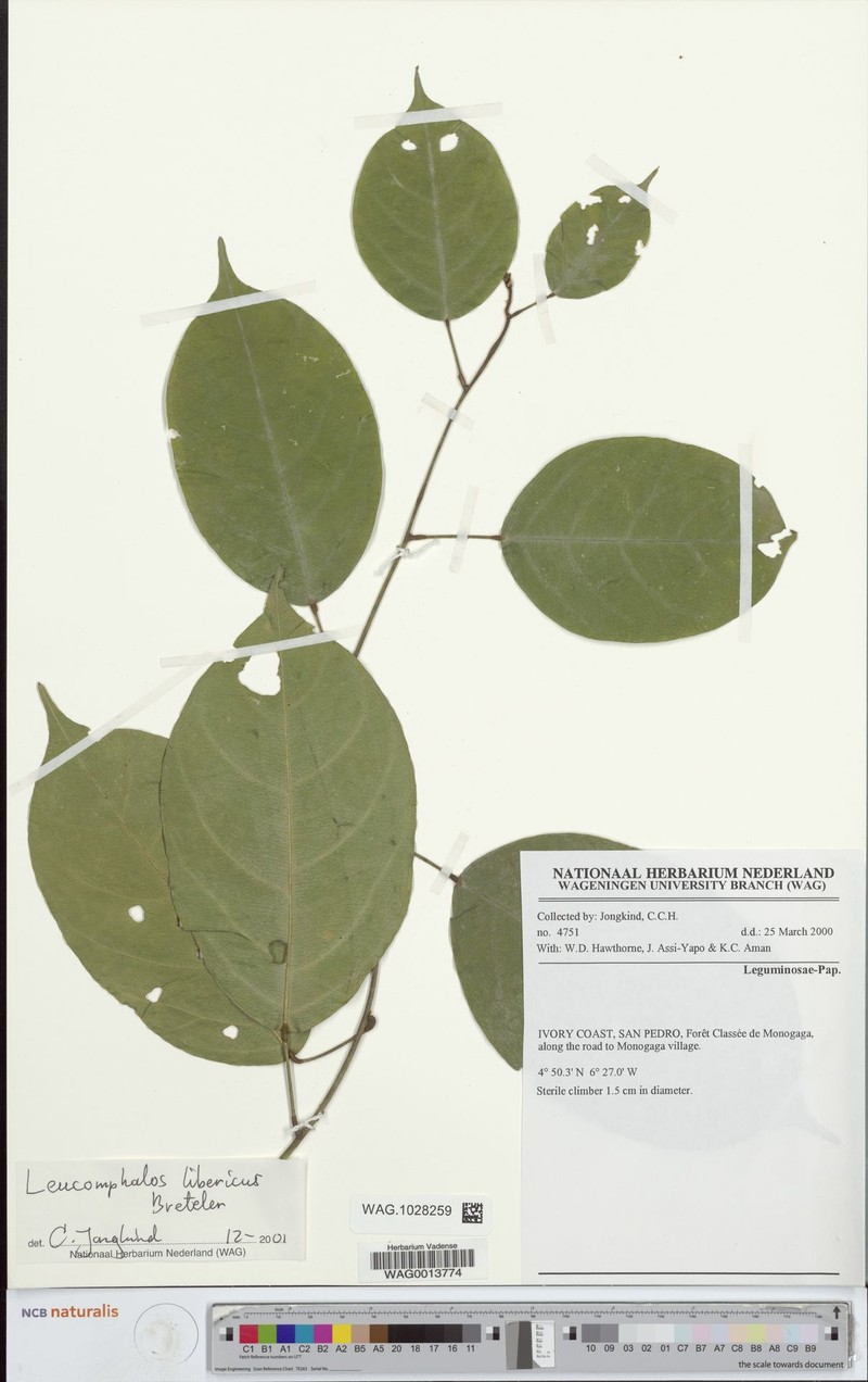 Bowringia liberica