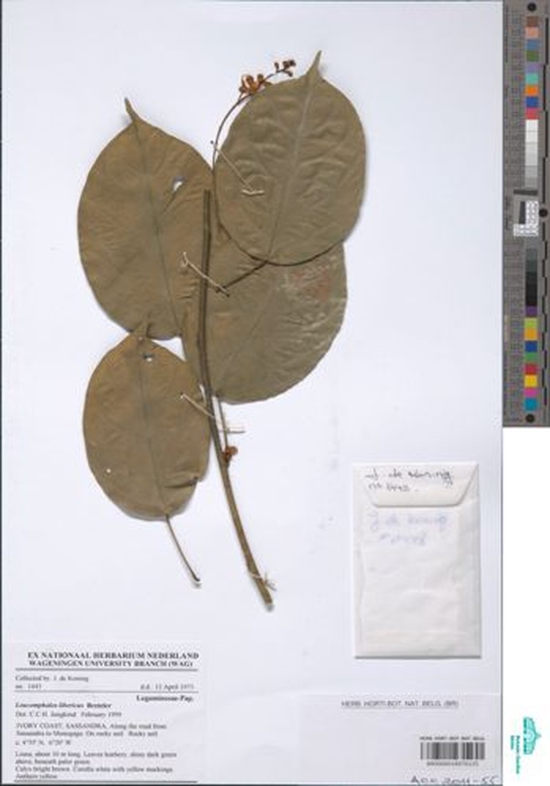 Bowringia liberica photo 2
