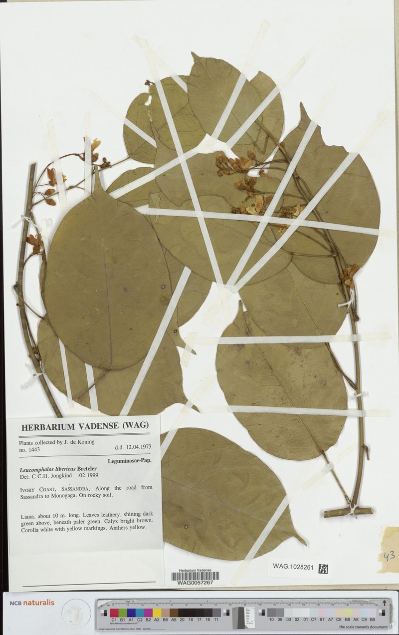 Bowringia liberica photo 3