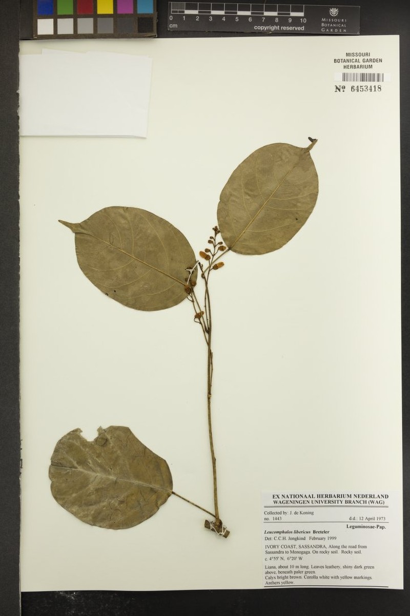 Bowringia liberica photo 4