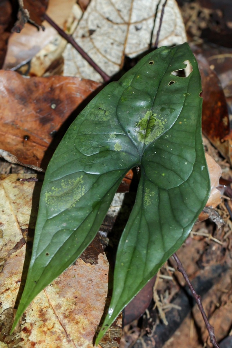 Boycea bintuluensis