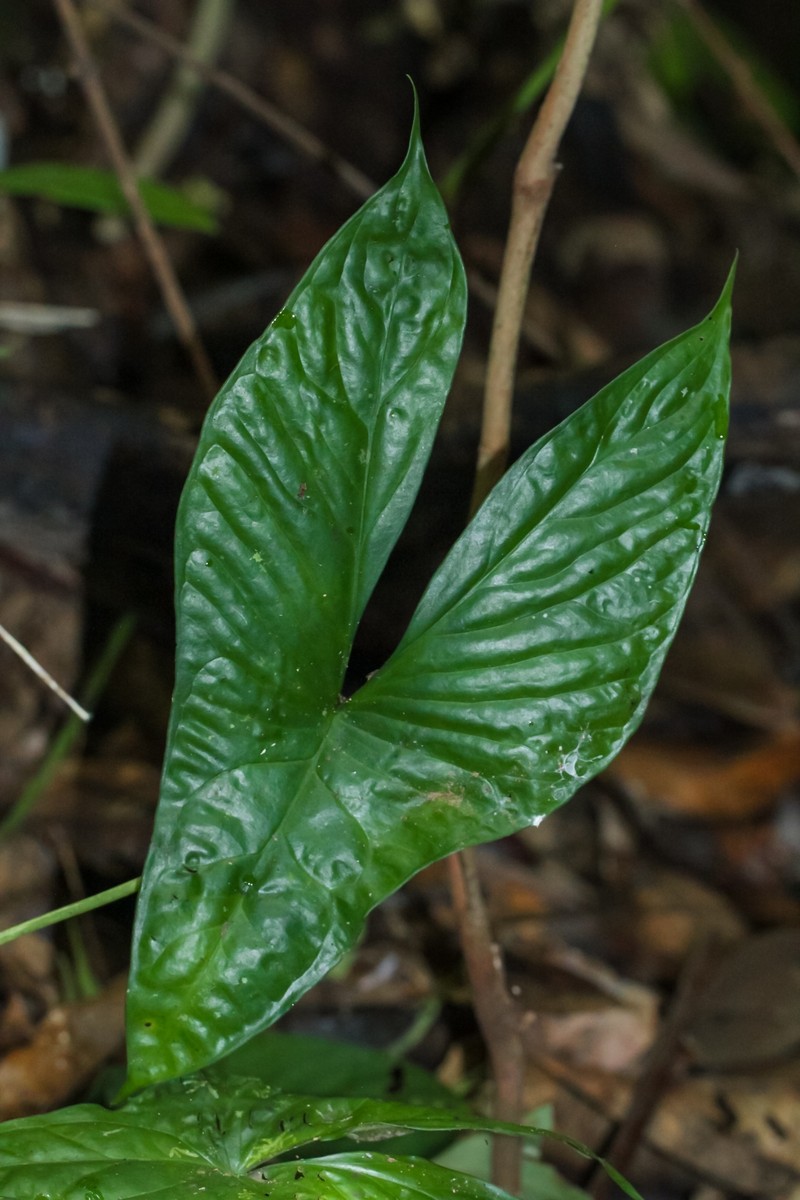 Boycea bintuluensis photo 3