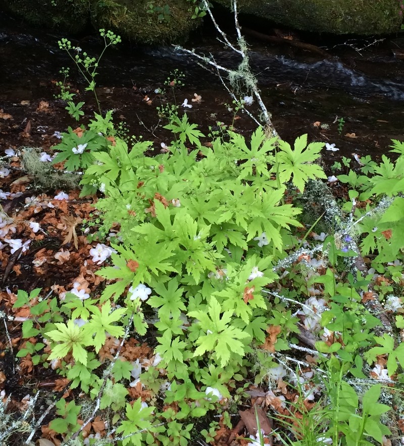 Allegheny Brookfoam photo 2