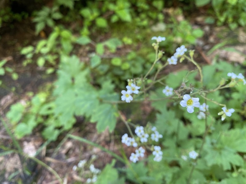 Allegheny Brookfoam photo 4