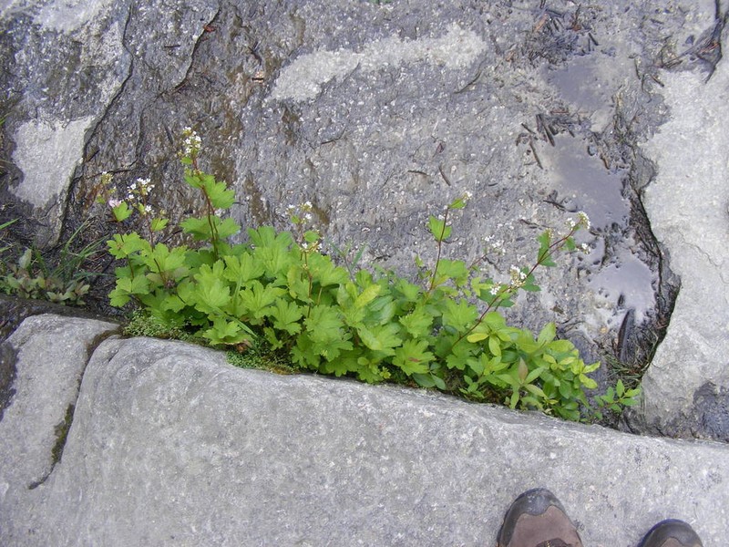 Allegheny Brookfoam photo 7