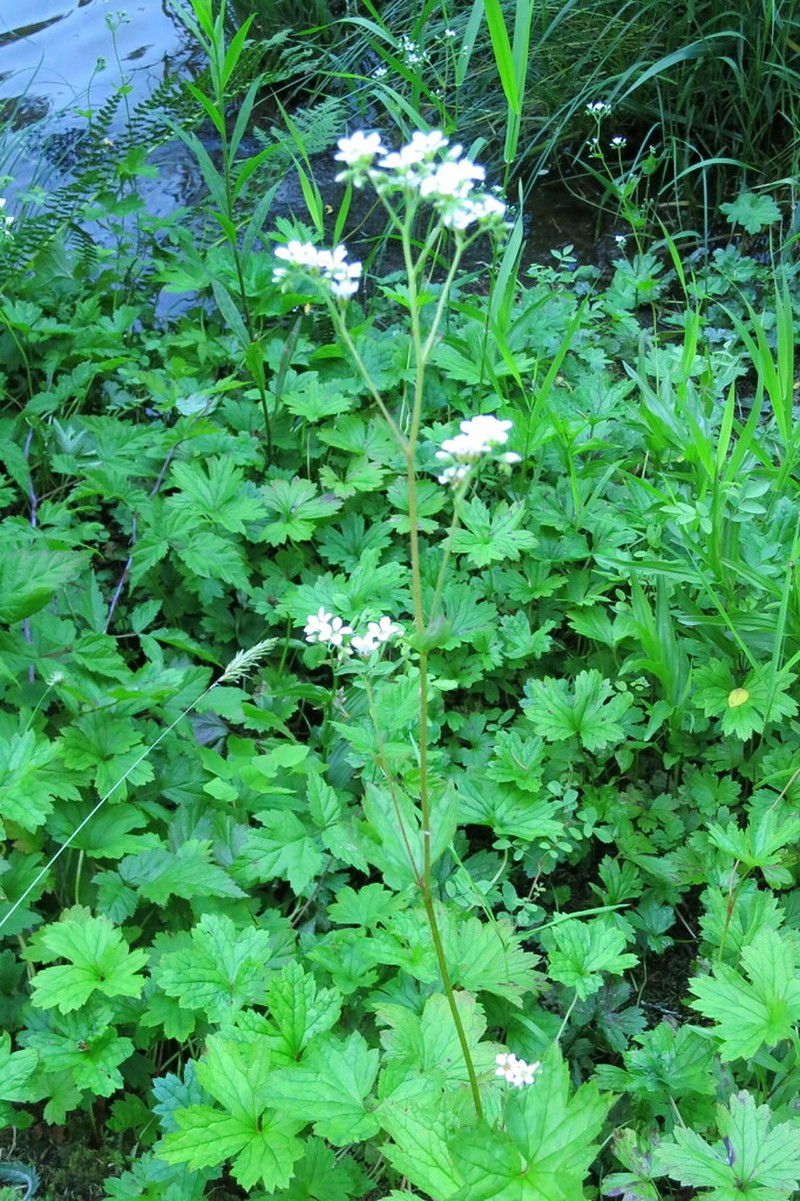 Sierra Brookfoam photo 2