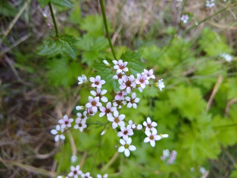 Sierra Brookfoam photo 7