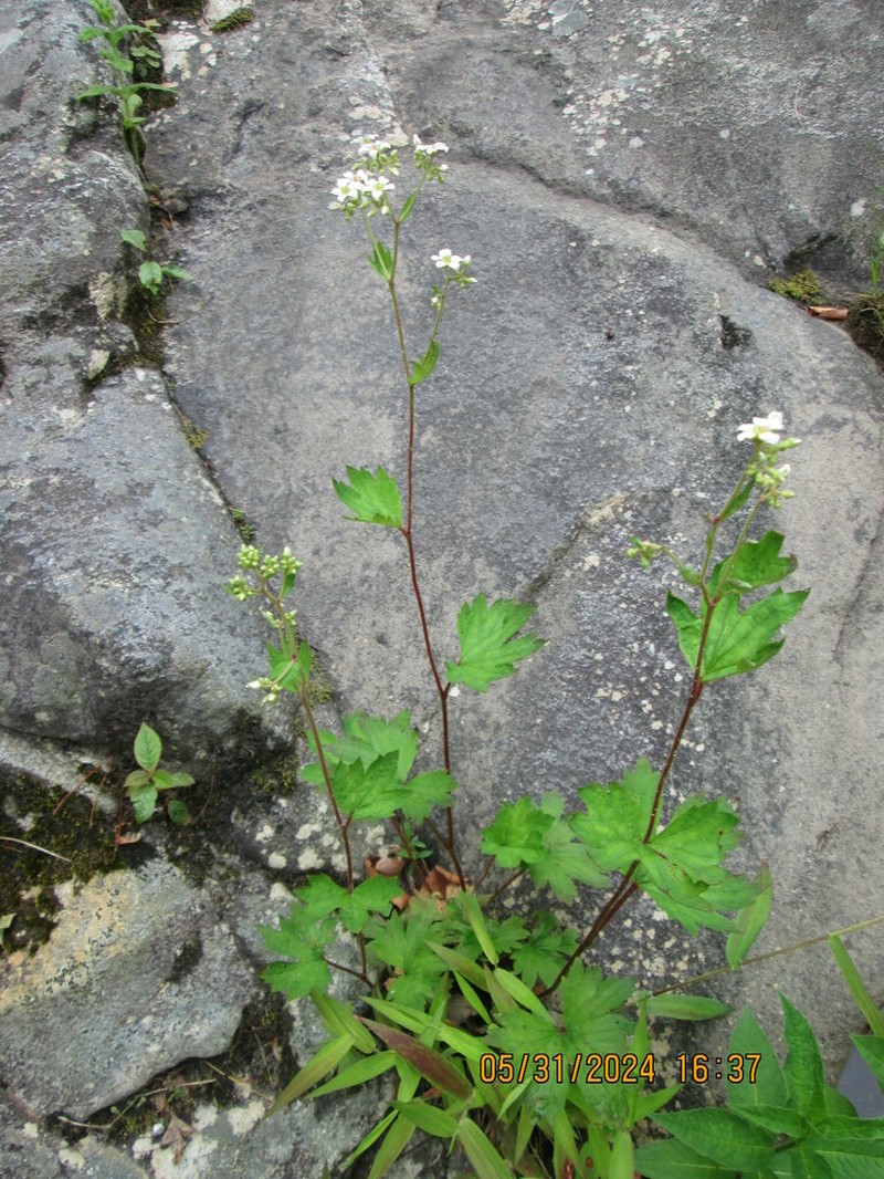 Large Boykinia photo 2
